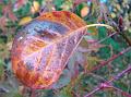 2010-1026-1420_Autumn_Leaf_9,8C